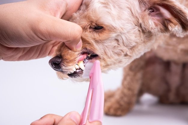 color chart healthy dog gums vs unhealthy 